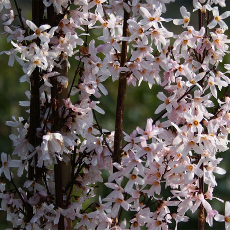 Абелиолистник двурядный (Abeliophyllum distichum)