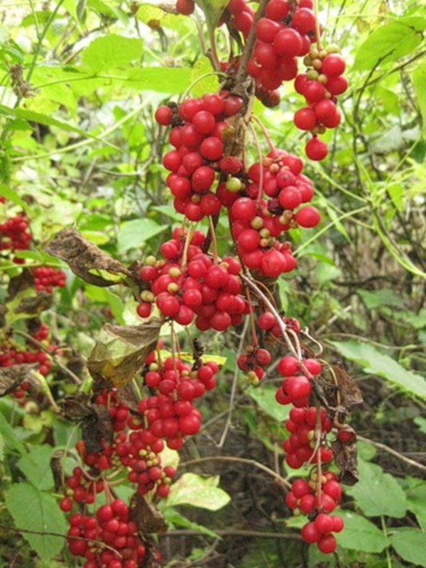 Лимонник китайский (Schisandra chinensis)