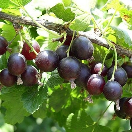 Йошта (Ribes x nidigrolaria)