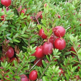 Клюква обыкновенная (Oxycoccus palustris)