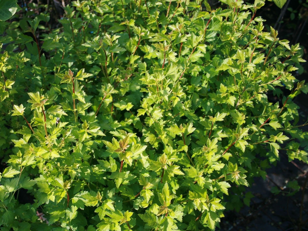 Смородина альпийская (Ribes alpinum)