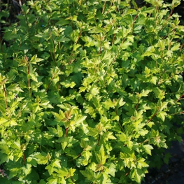 Смородина альпийская (Ribes alpinum)