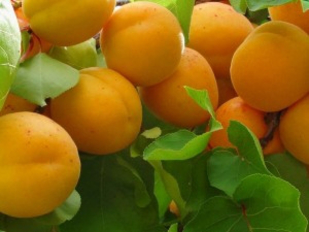 Абрикос Успех (Prunus armeniaca 'Uspekh')