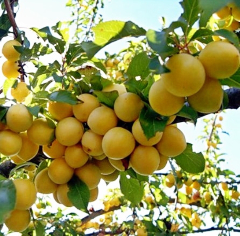 Абрикос Воронежский румяный (Prunus armeniaca 'Voronezhskij Rumyanyj')