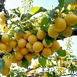 Абрикос Воронежский румяный (Prunus armeniaca 'Voronezhskij Rumyanyj')
