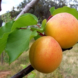 Абрикос Водолей (Prunus armeniaca 'Vodolej')