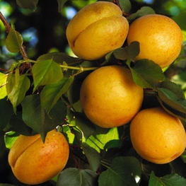 Абрикос Триумф Северный (Prunus armeniaca 'Triumf Severnyj')