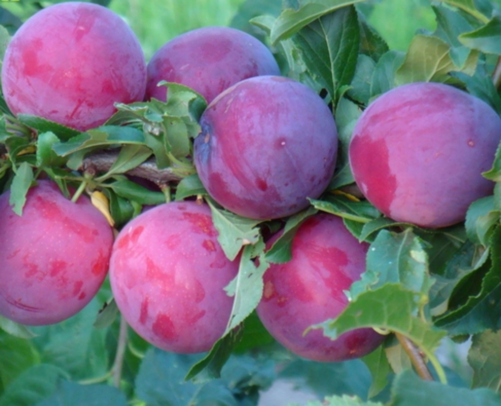 Алыча Комета поздняя (Prunus cerasifera 'Kometa Pozdnyaya')