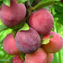 Алыча Десертная ранняя (Prunus cerasifera 'Desertnaya Rannyaya')