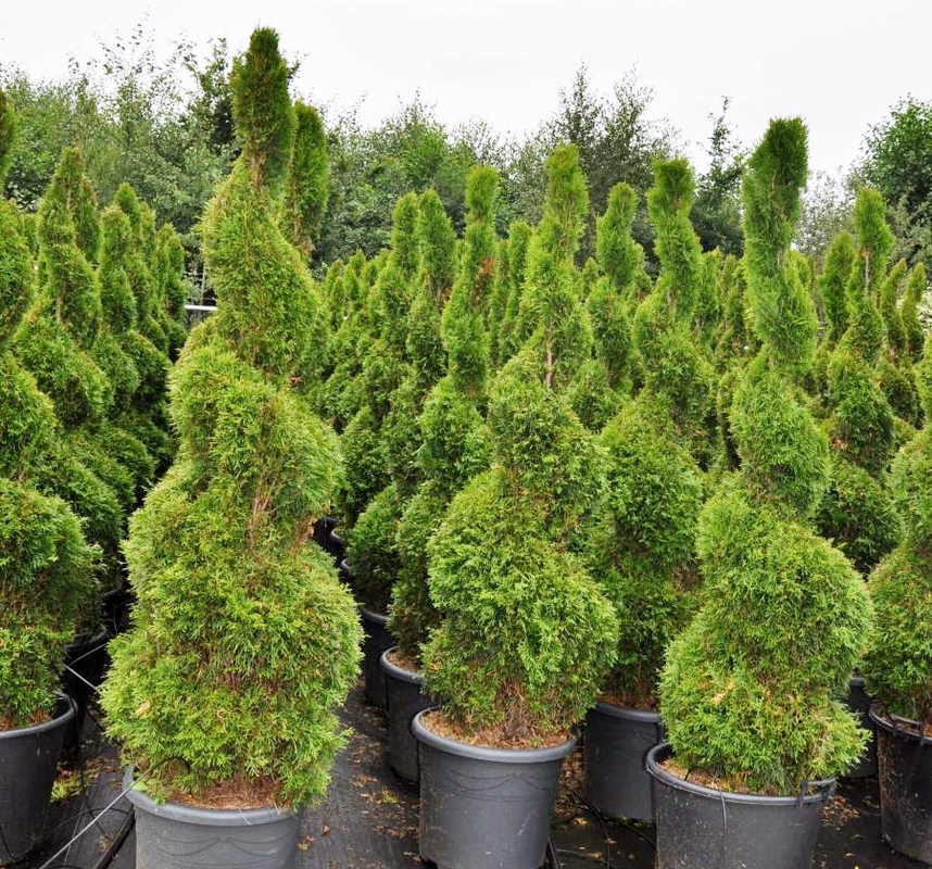 Туя западная Смарагд (Thuja occidentalis 'Smaragd') Спираль