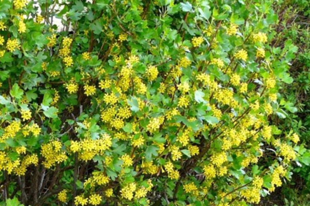 Смородина золотистая (Ribes aureum)