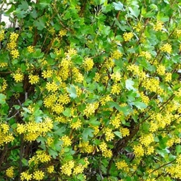 Смородина золотистая (Ribes aureum)
