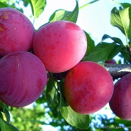 Алыча Лира (Prunus cerasifera 'Lira')