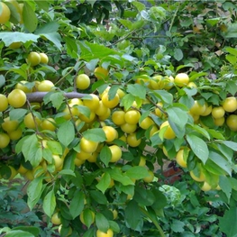 Алыча Гек (Prunus cerasifera 'Gek')