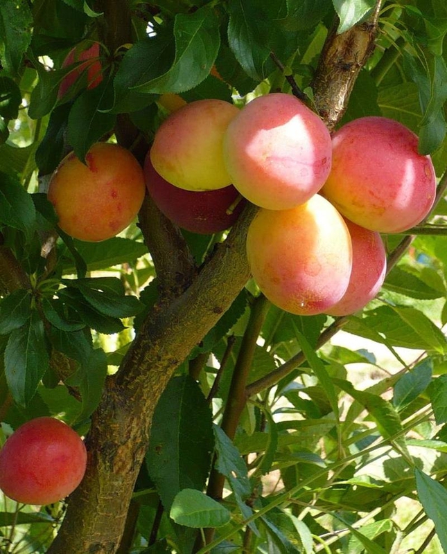 Алыча Кубанская комета (Prunus cerasifera 'Kubanskaya Kometa')