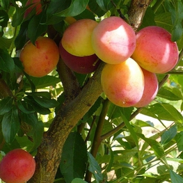 Алыча Кубанская комета (Prunus cerasifera 'Kubanskaya Kometa')