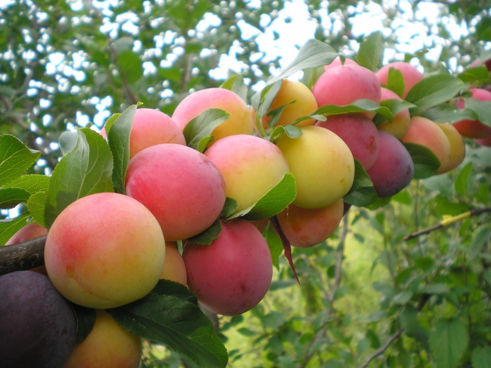 Алыча Июльская роза (Prunus cerasifera 'Iyulskaya Roza')