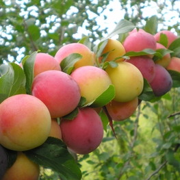 Алыча Июльская роза (Prunus cerasifera 'Iyulskaya Roza')