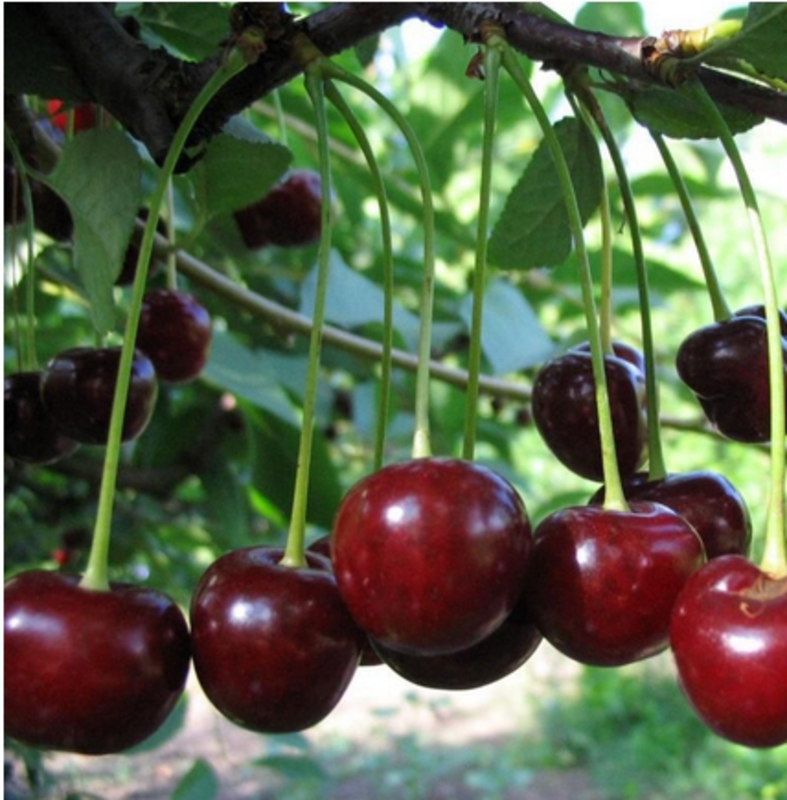 Вишня Молодежная (Prunus cerasus 'Molodezhnaya')