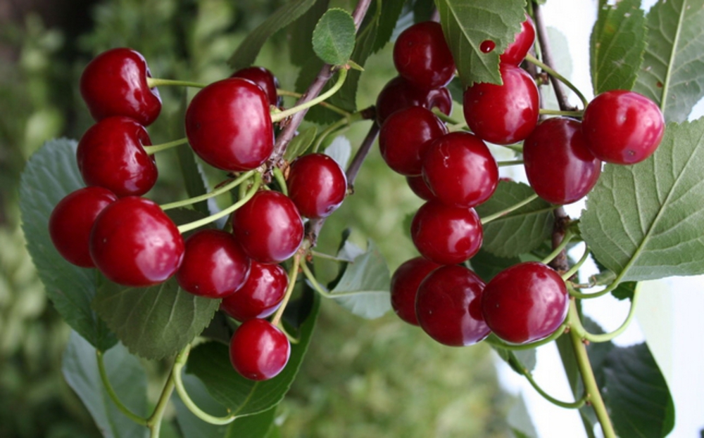 Вишня Память Вавилова (Prunus cerasus 'Pamyat Vavilova')