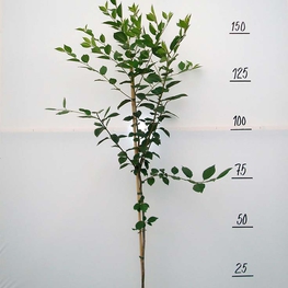 Вишня Прима (Prunus cerasus 'Prima')