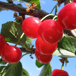 Вишня Тургеневка (Prunus cerasus 'Turgenevka')