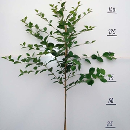 Вишня Тургеневка (Prunus cerasus 'Turgenevka')