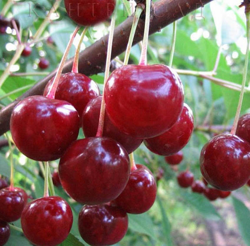 Вишня Десертная Морозовой (Prunus cerasus 'Desertnaya Morozovoj')