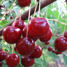 Вишня Десертная Морозовой (Prunus cerasus 'Desertnaya Morozovoj')