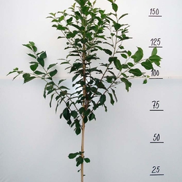 Вишня Десертная Морозовой (Prunus cerasus 'Desertnaya Morozovoj')