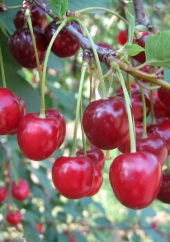 Вишня Жуковская (Prunus cerasus 'Zhukovskaya')