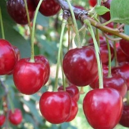 Вишня Жуковская (Prunus cerasus 'Zhukovskaya')