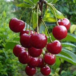 Вишня Лебедянская (Prunus cerasus 'Lebedyanskaya')