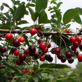 Вишня Морозовка (Prunus cerasus 'Morozovka')