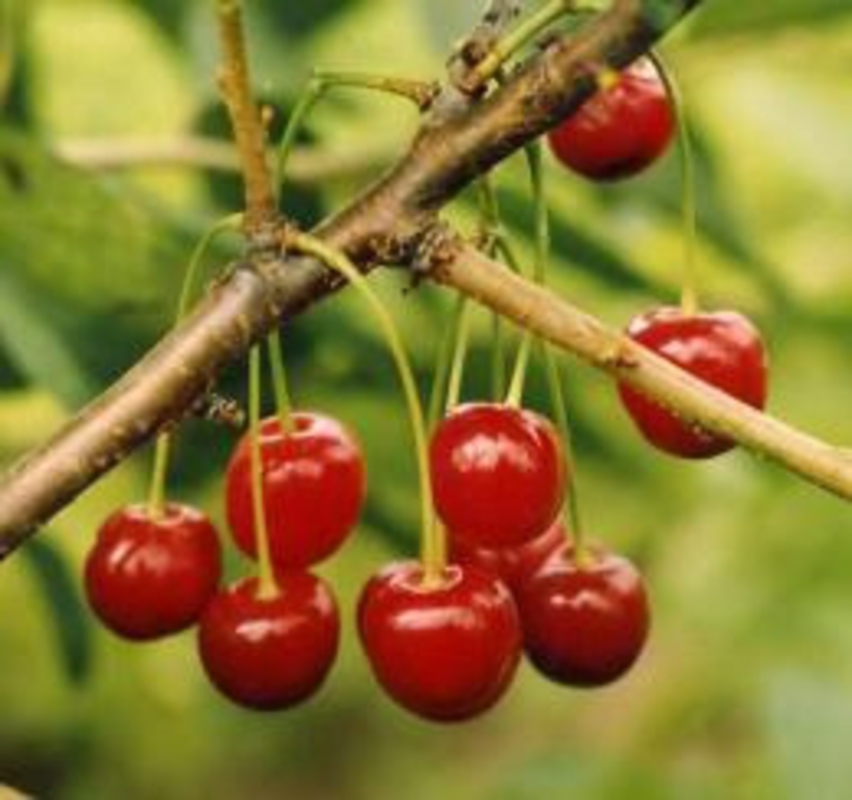 Вишня Скороспелка (Prunus cerasus 'Skorospeika')