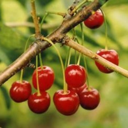 Вишня Скороспелка (Prunus cerasus 'Skorospeika')