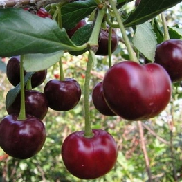 Вишня Владимирская (Prunus cerasus 'Vladimirskaya')