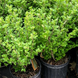 Смородина альпийская Шмидт (Ribes alpinum 'Schmidt')