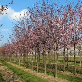 Вишня Саржента Ранчо (Prunus sargentii 'Rancho')