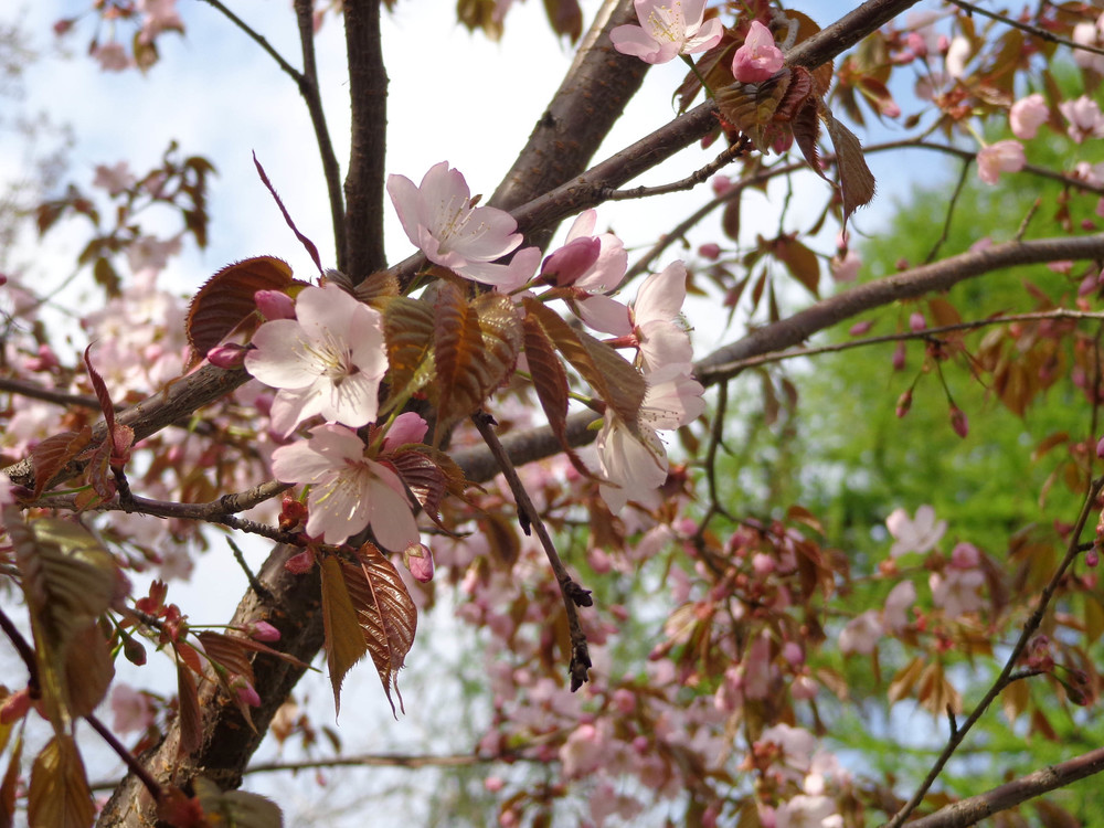 Вишня Саржента (Prunus sargentii)