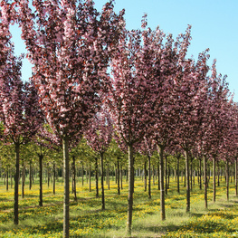 Вишня мелкопильчатая Роял Бургунди (Prunus serrulata 'Royal Burgundy')