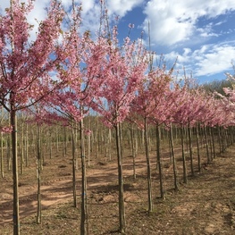 Вишня мелкопильчатая Канзан (Prunus serrulata 'Kanzan')