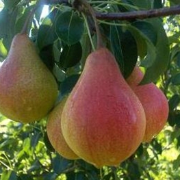 Груша Забава (Pyrus communis 'Zabava')