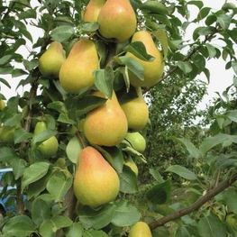 Груша Лада (Pyrus communis 'Lada')
