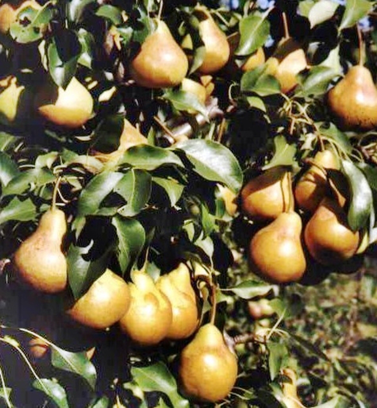 Груша Любимица Яковлева (Pyrus communis 'Lyubimitsa Yakovleva')