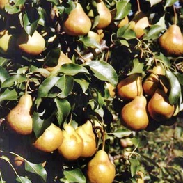 Груша Любимица Яковлева (Pyrus communis 'Lyubimitsa Yakovleva')