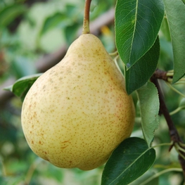 Груша Москвичка (Pyrus communis 'Moskvichka')