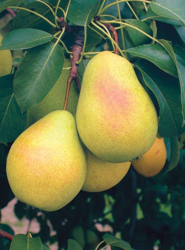 Груша Чижовская (Pyrus communis 'Chizhovskaya')