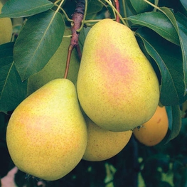 Груша Чижовская (Pyrus communis 'Chizhovskaya')