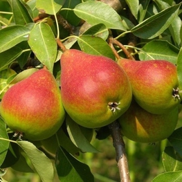 Груша Северянка краснощекая (Pyrus communis 'Severyanka Krasnoshchekaya')